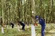 Đấu giá Kho vận và Dịch vụ hàng hóa Cao Su: Giá trúng đạt 28.300 đồng/cp